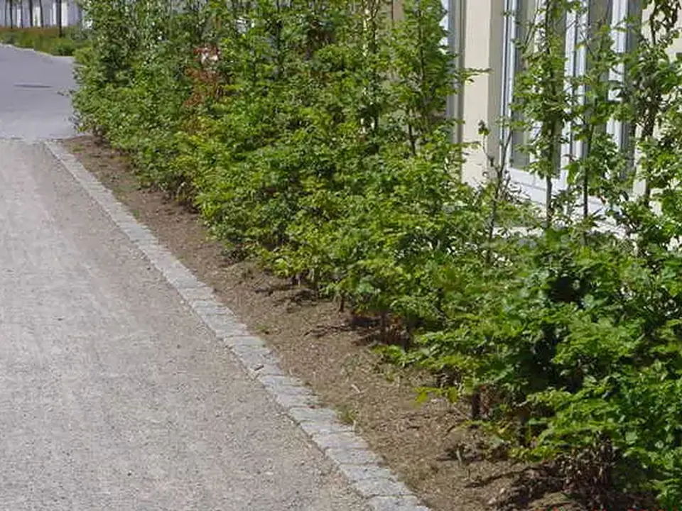 Gepflegter Weg und Grünstreifen aus der bisherigen Arbeit der Hausmeisterei